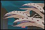 Hydra6.jpg
